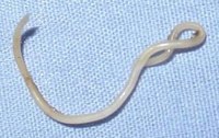 Roundworm Facts