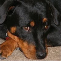 Prescription Medication Sedatives for Dogs