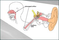 Diagram Of The Auditory Tube And Where It Empties Into The Nasal Cavity