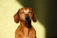 Acupressure for Dogs