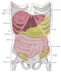 Stages of Liver Damage