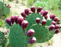 Nopal Cactus Health Benefits