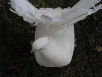 Fancy Pigeon