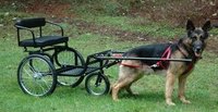 Teach a Dog to Pull a Cart