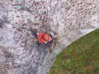 A T-post wound on a horse.