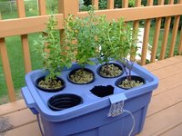 A simple hydroponic system requires only a few supplies.