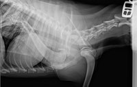 Harmful Effects of X-rays in Dogs