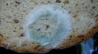 Mold on Wheat Bread vs. White Bread