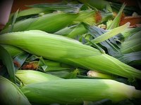 Jersey sweet corn