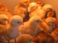 Baby turkeys and chicks may occasionally need cleaning.