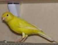 Canaries make cheerful pets.