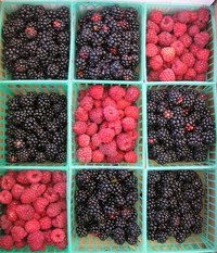 Blackberries Vs. Black Raspberries