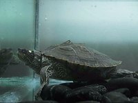Mississippi mud turtles are great swimmers.