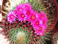 Different Types of Flowering Cactus
