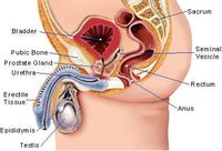 Tests for an Enlarged Prostate