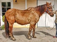 Metabolic Syndrome in Horses