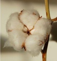 Uses of Cotton Balls