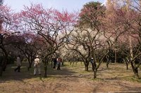 Varieties of Flowering Plum Trees
