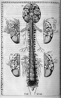 Thalamic Nerve Pain