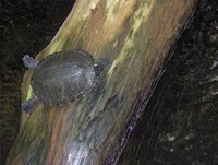 Painted Turtle Habitat