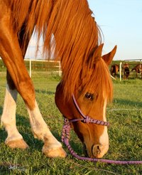 Happy horse