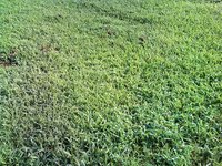 Types of Ground Cover