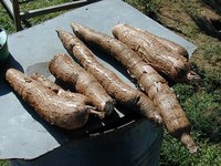 Life Cycle of a Cassava Plant