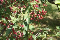 How Does Cherry Juice Help Gout?