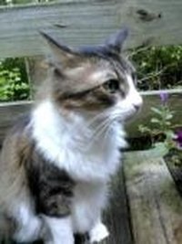 Methylcobalamin for Cats