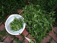 Herbs are easy to dry using a dehydrator.