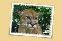 The Central Florida Zoo is an inexpensive Orlando attraction.