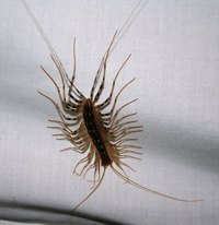 What Does a Centipede Bite Look Like?