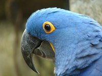 Macaw Parrot Facts