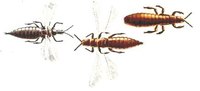 The Life Cycle of Thrips