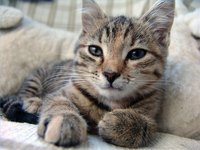 Cat Urinary Tract Infection Symptoms