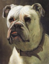 George Earl's English Bull Dog
