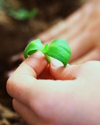 What Substance Gives Plants Their Green Color?