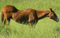 Symptoms of Tapeworms in Horses