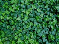 Is a Poison Ivy Rash Contagious?