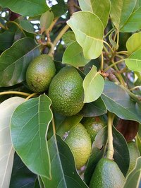 Avocado tree