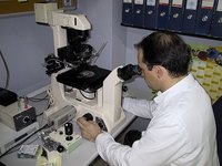 Examining sperm for IVF with ICSI