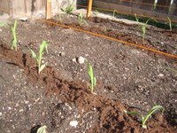 Corn seedlngs in short rows