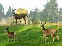 Deer in pasture