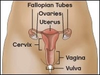 Stage 3 Cervical Cancer Prognosis