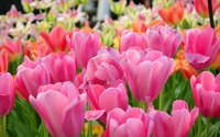 Planting your own flower garden can be exciting