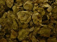Dried hops.