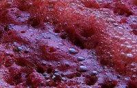 What Are the Benefits of Beet Juice?
