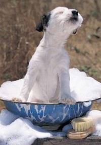 Some pups love baths and others hate them, but they all need one from time to time.