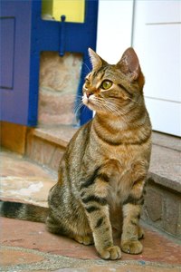 Your cat should not be allowed to go outside while she is sick.