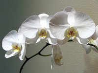 Orchid
